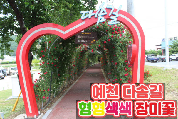 1.한천산책로 '다솜길' 알록달록 장미터널